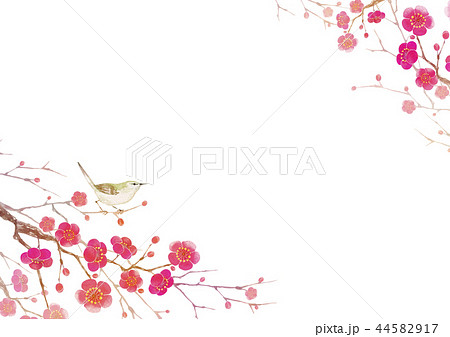 梅の花 背景 フレーム ウグイス 水彩 イラストのイラスト素材