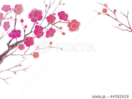 梅の花 背景 フレーム 水彩 イラストのイラスト素材