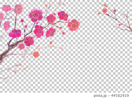 Plum blossom background frame watercolor illustration 44582919