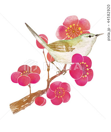 梅の花とウグイス 水彩 イラストのイラスト素材 44582920 Pixta