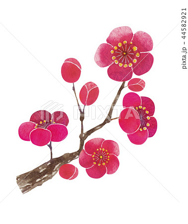 梅の花 紅梅 枝 水彩 イラストのイラスト素材