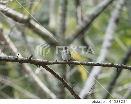 エゾビタキ・桜の木 44583234