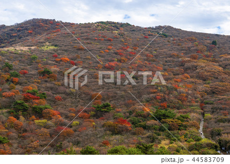 秋の牧ノ戸峠 秋の牧ノ戸峠 44583709