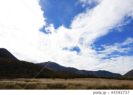 秋の長者原タデ湿原 秋の長者原タデ湿原 44583737