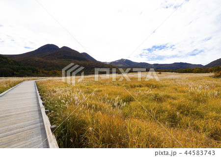秋の長者原タデ湿原 秋の長者原タデ湿原 44583743