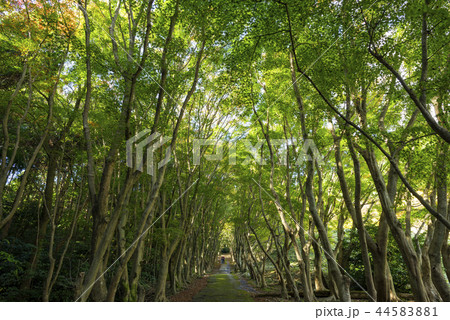 河内藤園 44583881