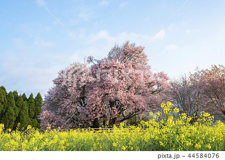 一心行の大桜 一心行の大桜 44584076