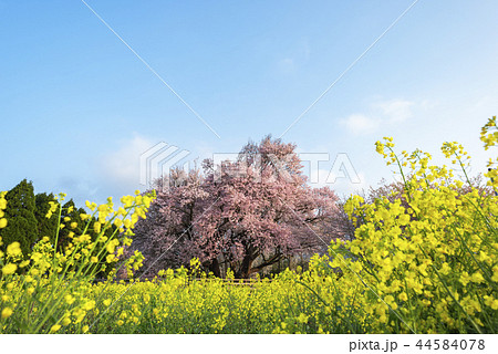 一心行の大桜 44584078