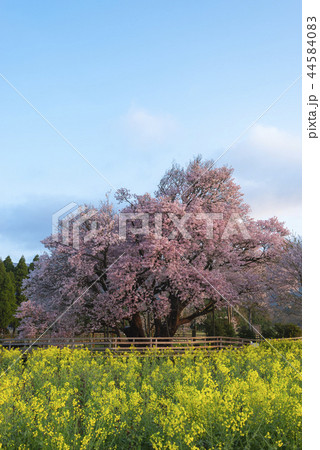 一心行の大桜 一心行の大桜 44584083