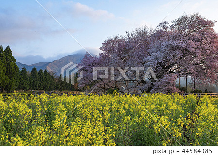 一心行の大桜 44584085