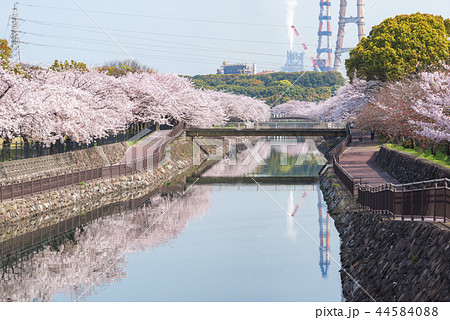 平和市民公園の桜 平和市民公園の桜 44584088