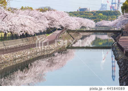 平和市民公園の桜 44584089