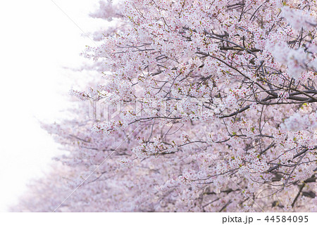 満開の桜並木の写真素材