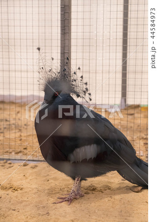 Victoria crowned pigeon in farm Victoria crowned pigeon in farm 44584973