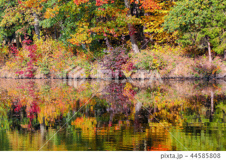 autumn colored trees reflection in water 44585808
