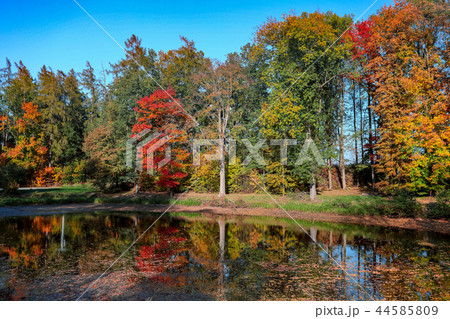 autumn colored trees reflection in water autumn colored trees reflection in water 44585809