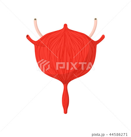Human bladder cartoon icon 44586271