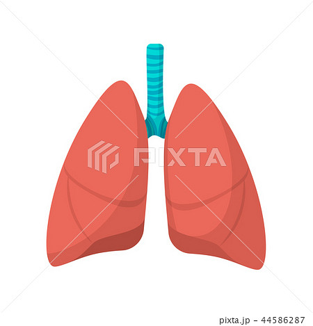 Human lungs cartoon icon Human lungs cartoon icon 44586287