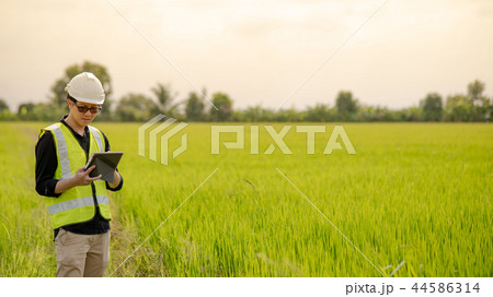 Asian male agronomist observing on rice field 44586314