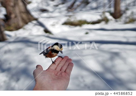 手にヤマガラ 44586852
