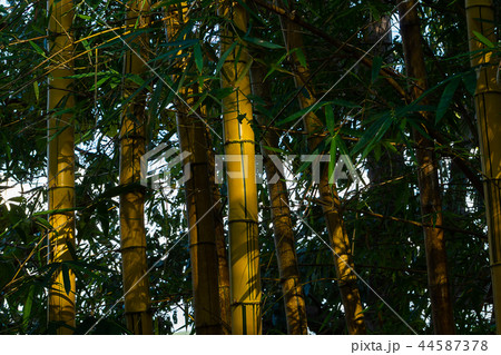 Close up yellow bamboo tree with light. 44587378