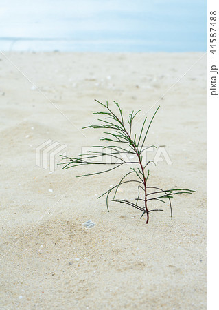 Seedlings of pine trees growing on sand. Seedlings of pine trees growing on sand. 44587488