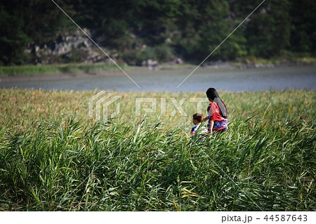 秋 順天湾 順天湾湿地 44587643