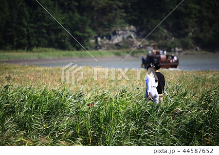 秋 順天湾 順天湾湿地 44587652
