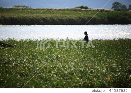 秋 順天湾 順天湾湿地 44587683