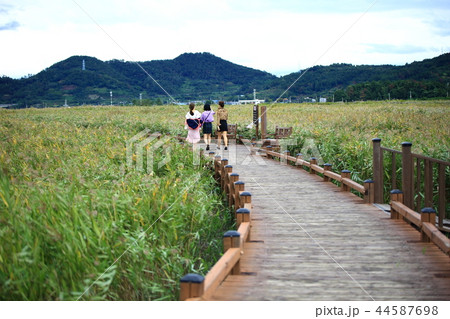 秋 順天湾 順天湾湿地 44587698