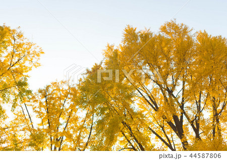 イチョウ 屋外 室外 44587806