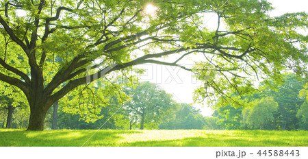 公園　木 44588443