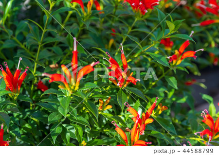 エスキナンサス 44588799