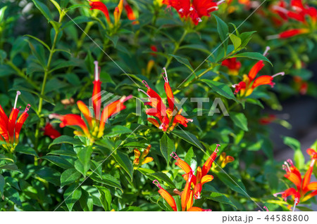 エスキナンサス 44588800