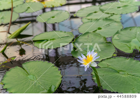 スイレンの花 44588809