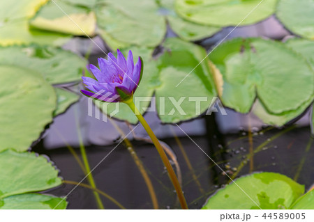 スイレンの花 スイレンの花 44589005