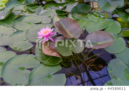 スイレンの花 スイレンの花 44589011
