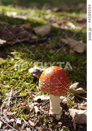 ベ二テングタケ 44589204