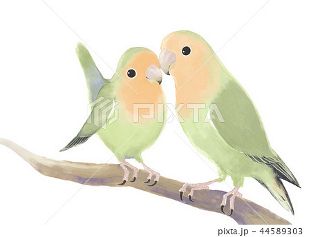 ボタンインコ 44589303