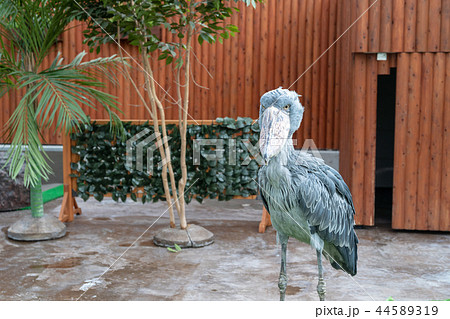 ハシビロコウ 44589319