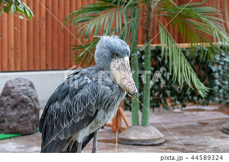 ハシビロコウ 44589324