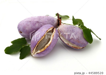 アケビ あけびの実 44589520