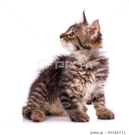 Striped kitten looks to the side. Isolated on a white background 44589711