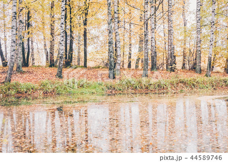 Golden autumn reflection in the water Golden autumn reflection in the water 44589746
