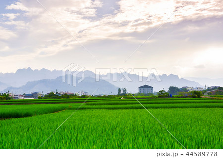 たんぼ 田んぼ 田圃 44589778