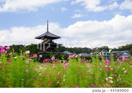 奈良斑鳩の里・清々しい秋の法起寺１ 44589900