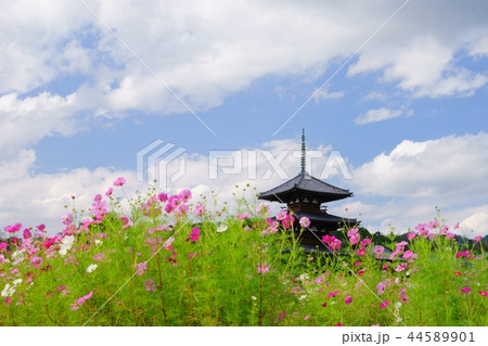 奈良斑鳩の里・清々しい秋の法起寺２ 44589901