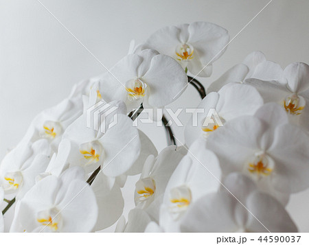白い胡蝶蘭 クローズアップ 44590037