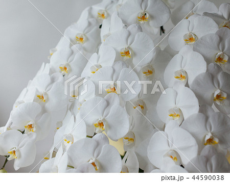 白い胡蝶蘭 クローズアップ 44590038