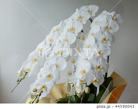 白い胡蝶蘭 クローズアップ 白い胡蝶蘭 クローズアップ 44590043